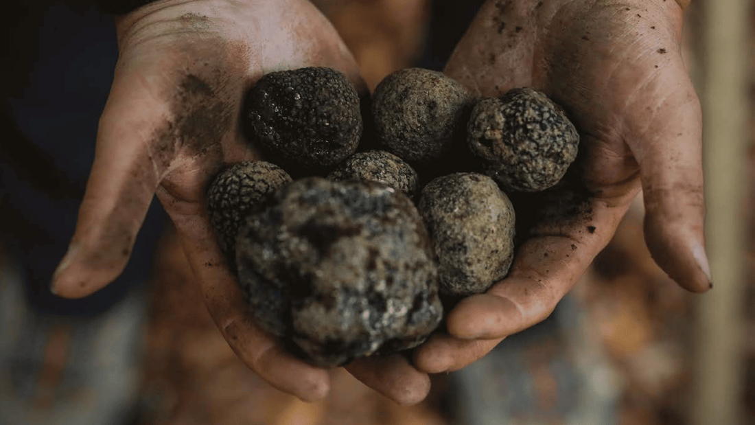 Why Your Truffle Powder Is Not Dissolving And How To Fix It